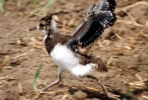 Пост сделан специально для пользователя под именем Chibis 