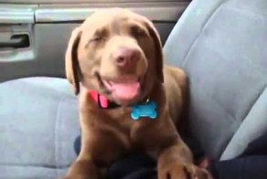 Сон сильнее радости