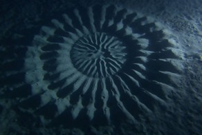 25 потрясающих “проектов” животных-архитекторов