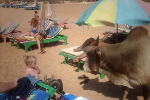 Забавные пляжные фотографии