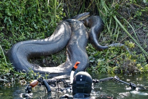 Шокирующие кадры гигантской анаконды