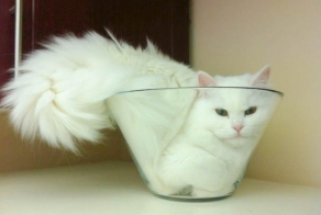 Котики удивляют и улыбают