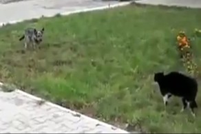 Схватка кота и щенка