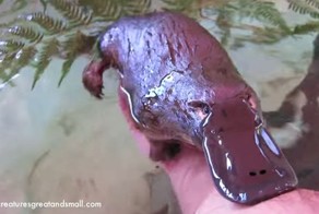 Утконос, который очень хочет дружить