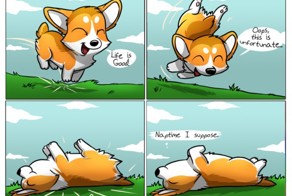 Самая оптимистичная собака в мире