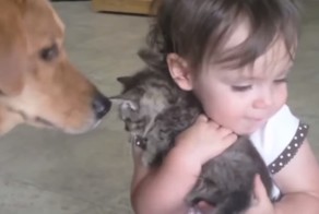 Рабфак - Педофоб