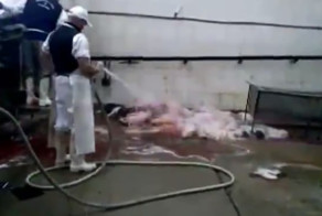 Жесткий убой поросят