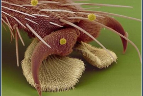 Насекомые под микроскопом