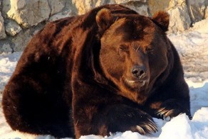 JP Morgan: Россия более вынослива, чем США и ЕС