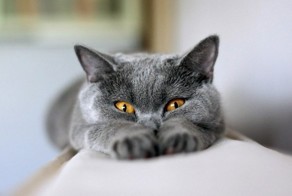 Смешные гифки с котами
