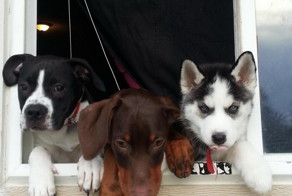 Животные, которые ждут 