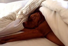 Венгерская легавая не любит вставать ранним утром