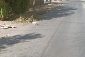 Гуглмобиль сбил дворнягу