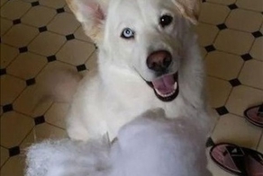 Необычный пёс