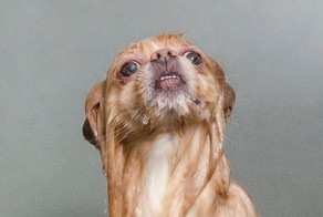 Мокрые собачки