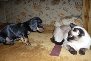 Такса охотится на все, что видит