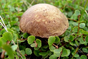 Подберезовик