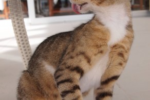 Котики Кипра