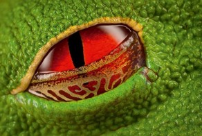 Работы лучших фотографов природы из Германии