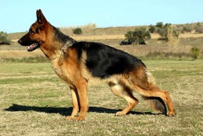 Лучшая порода собак - Немецкая овчарка! 