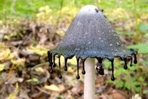 чернильный гриб