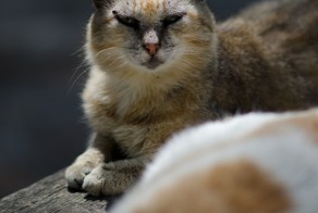 Матерые греческие кошаки