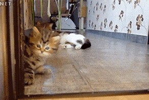 А ну успокоился!