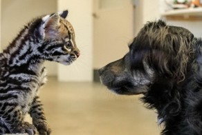 Детеныш оцелота и его друг из зоопарка Цинциннати