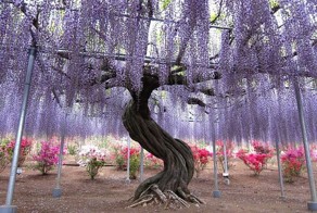 Волшебное дерево