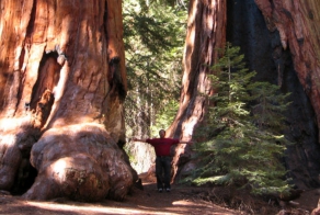 Самое большое дерево в мире