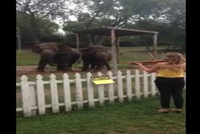 Слоны пустились в пляс, услышав Баха на скрипке