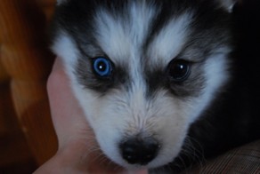 История про хаски....