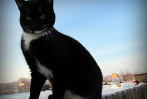 КотоПёс