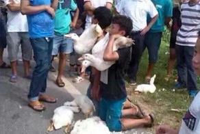 Наказание за кражу уток