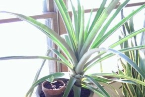 Что будет, если посадить в землю купленный в магазине ананас 