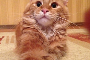 Мейн-куны или что это за монстры :D