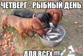 Фишкина солянка за 28.08.2014 г.