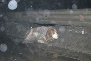 Команда помощи среднеазиатским овчаркам «АлабайHELP»