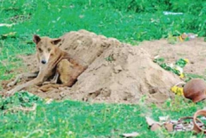 Собака не покидала могилу хозяина две недели