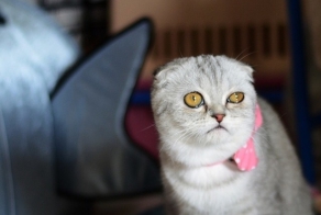 Обнаружен самый несчастный кот 