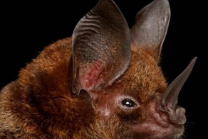 Вампиры в реальной жизни