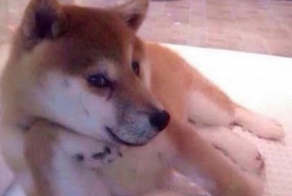 Гламурные снимки с животными