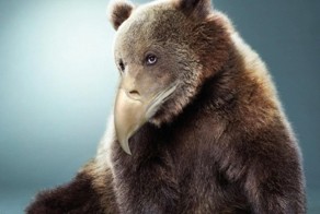 Медведи с клювами