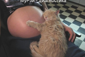 Лучшие котоматрицы недели