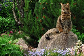 Кот на машине