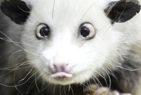 Пятница, старенький уже забытый прикол про опоссума Петю :)