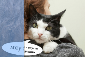 О чем на самом деле думают коты (16 фото)