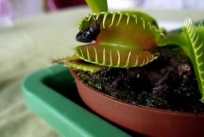 Растения - хищники