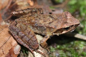 Ядовитая коричневая лягушка 