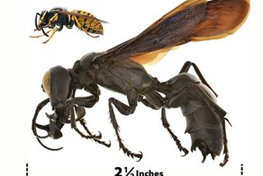 Гигантская оса Оса-монстр найдена в Индонезии